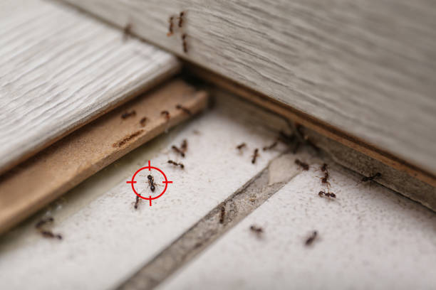Best Spider Control Near Me  in Sanford, FL