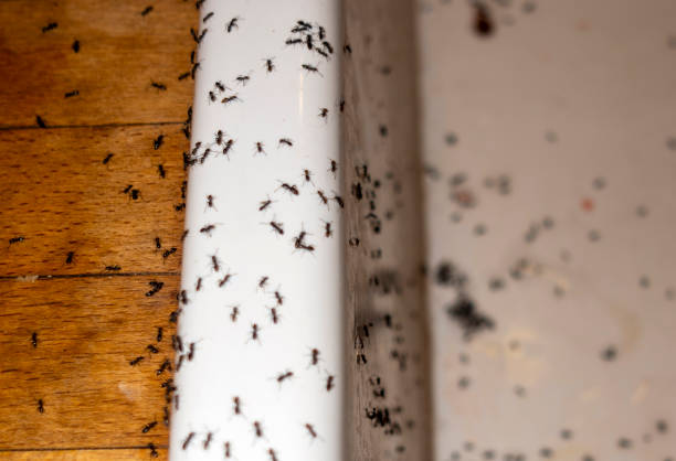 Flea Control Services in Sanford, FL